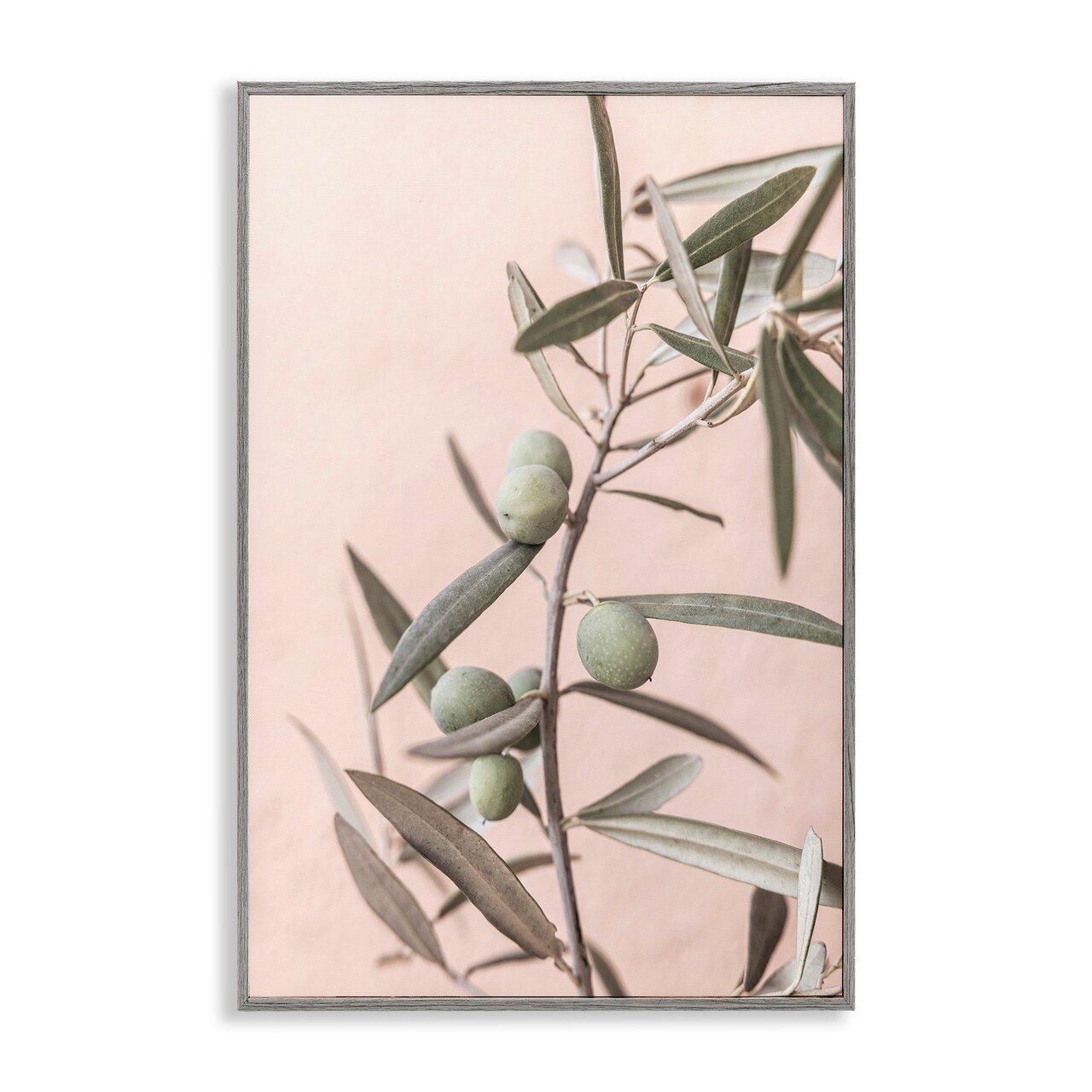 Stupell Industries Spanish Olive Branch Framed Giclee Wall Art Design by Sisi and Seb